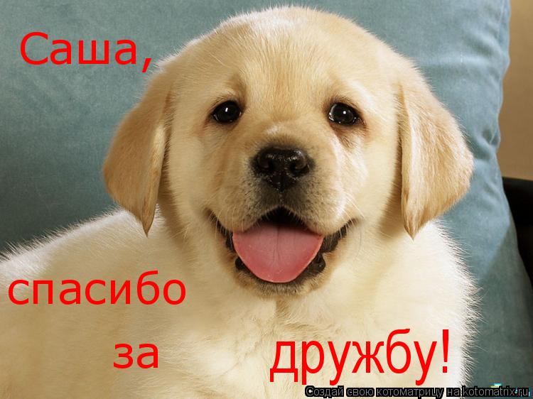 Саша, спасибо за дружбу!... Котоматрица: Саша, спасибо за дружбу!