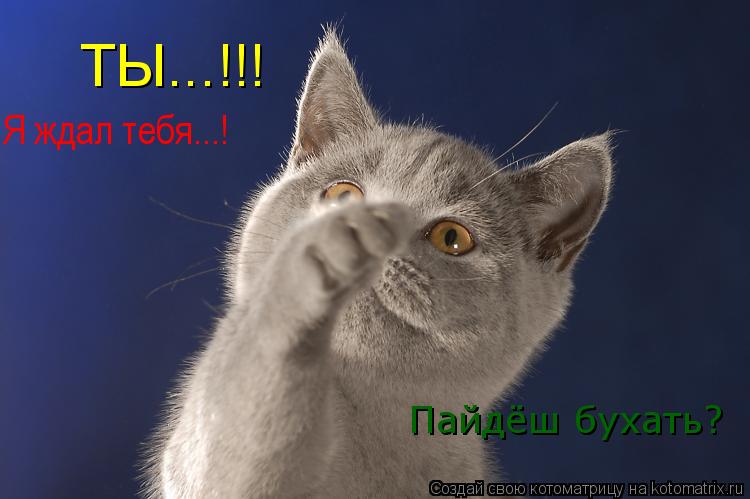 ТЫ...!!! Я ждал тебя...! Пайдёш бухать?... Котоматрица: ТЫ...!!! Я ждал тебя...! Пайдёш бухать?