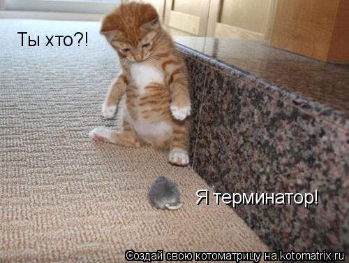 Ты хто?! Я терминатор!... Котоматрица: Ты хто?! Я терминатор!