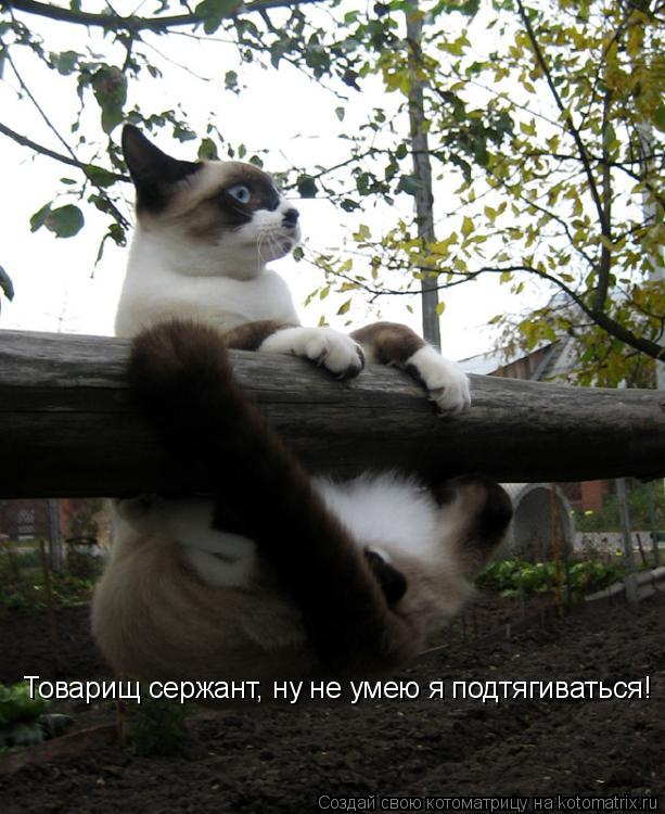 Товарищ сержант, ну не умею я подтягиваться!... Котоматрица: Товарищ сержант, ну не умею я подтягиваться!