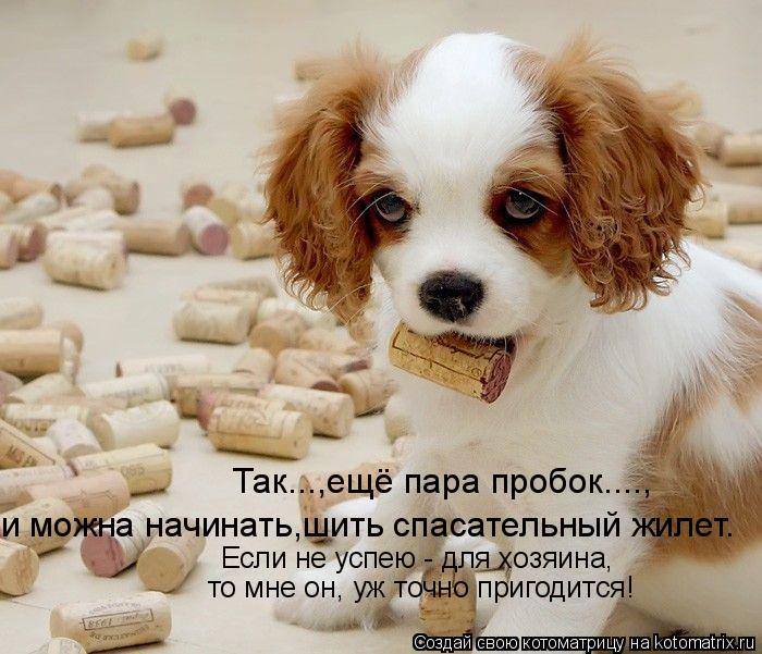 Так...,ещё пара пробок...., и можна начинать,шить спасательный жилет. Если не успею - для хозяина, то... Котоматрица: Так...,ещё пара пробок...., и можна начинать,шить спасательный жилет. Если не успею - для хозяина, то мне он, уж точно пригодится!