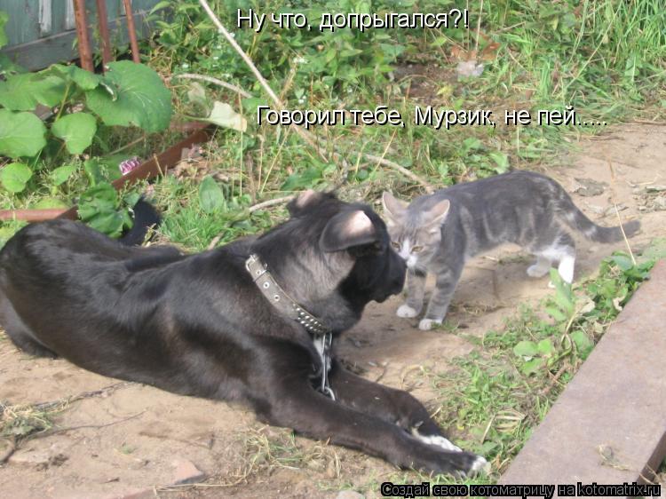Ну что, допрыгался?! Говорил тебе, Мурзик, не пей........ Котоматрица: Ну что, допрыгался?! Говорил тебе, Мурзик, не пей.....