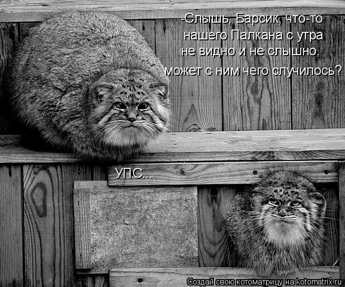 Котоматрица: -Слышь, Барсик, что-то нашего Палкана с утра  не видно и не слышно, может с ним чего случилось? УПС...