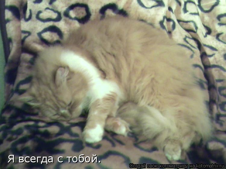 Я всегда с тобой.... Котоматрица: Я всегда с тобой.