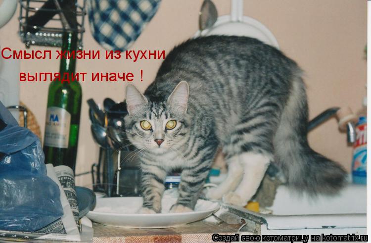 Смысл жизни из кухни выглядит иначе !... Котоматрица: Смысл жизни из кухни выглядит иначе !