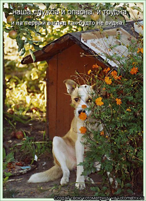 наша служба и опасна, и трудна, и на первый взгляд как-будто не видна...... Котоматрица: наша служба и опасна, и трудна, и на первый взгляд как-будто не видна...