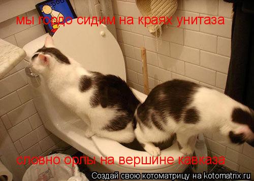 Котоматрица: мы гордо сидим на краях унитаза словно орлы на вершине кавказа