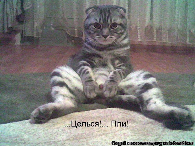 Котоматрица: ...Целься!... Пли!