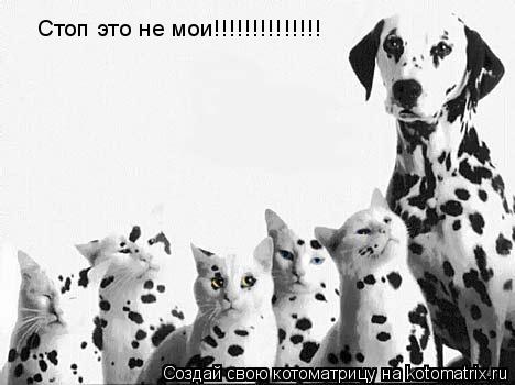 Стоп это не мои!!!!!!!!!!!!!!... Котоматрица: Стоп это не мои!!!!!!!!!!!!!!