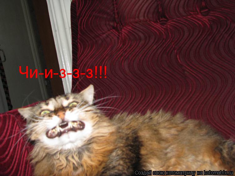 Чи-и-з-з-з!!!... Котоматрица: Чи-и-з-з-з!!!