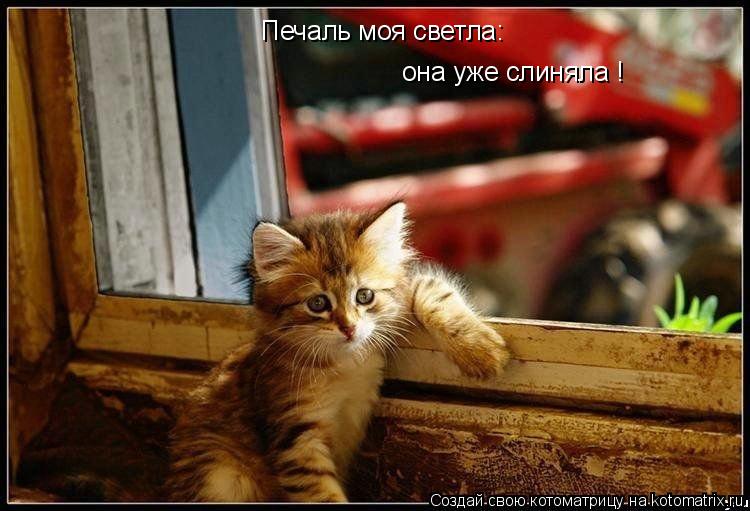 Котоматрица: Печаль моя светла:  она уже слиняла !