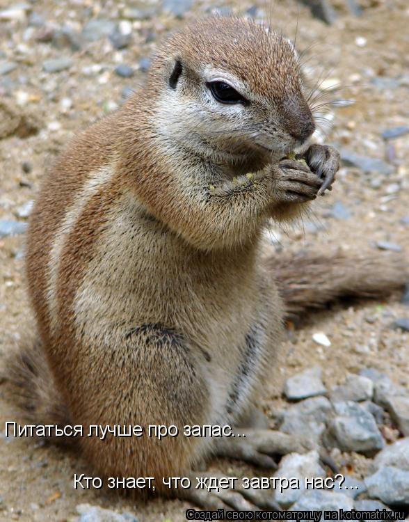 Котоматрица: Питаться лучше про запас... Кто знает, что ждет завтра нас?...
