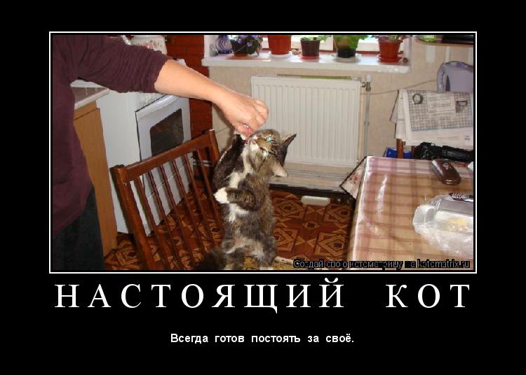 Н А С Т О Я Щ И Й К О Т ... Котоматрица: Н А С Т О Я Щ И Й К О Т