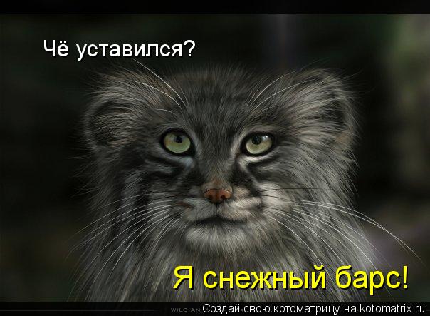 Котоматрица: Чё уставился? Я снежный барс!