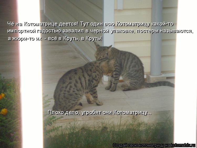 Чё на Котоматрице деется! Тут один всю Котоматрицу какой-то импортной гадостью завалил в черной упак... Котоматрица: Чё на Котоматрице деется! Тут один всю Котоматрицу какой-то импортной гадостью завалил в черной упаковке, постеры называются, а жюри-то их