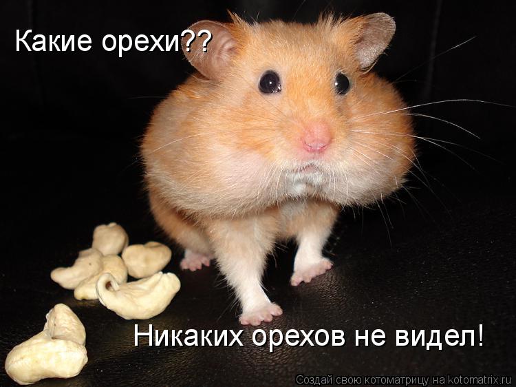 Котоматрица: Какие орехи?? Никаких орехов не видел!