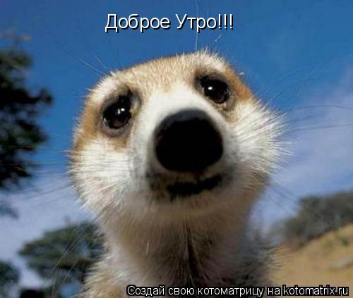 Доброе Утро!!!... Котоматрица: Доброе Утро!!!