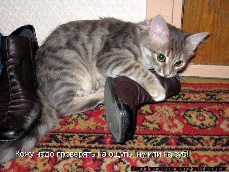 Котоматрица: Кожу надо проверять на ощупь, ну или на зуб!