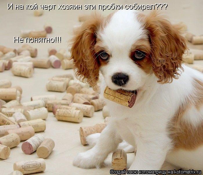 И на кой черт хозяин эти пробки собирал??? Не понятно!!!... Котоматрица: И на кой черт хозяин эти пробки собирал??? Не понятно!!!