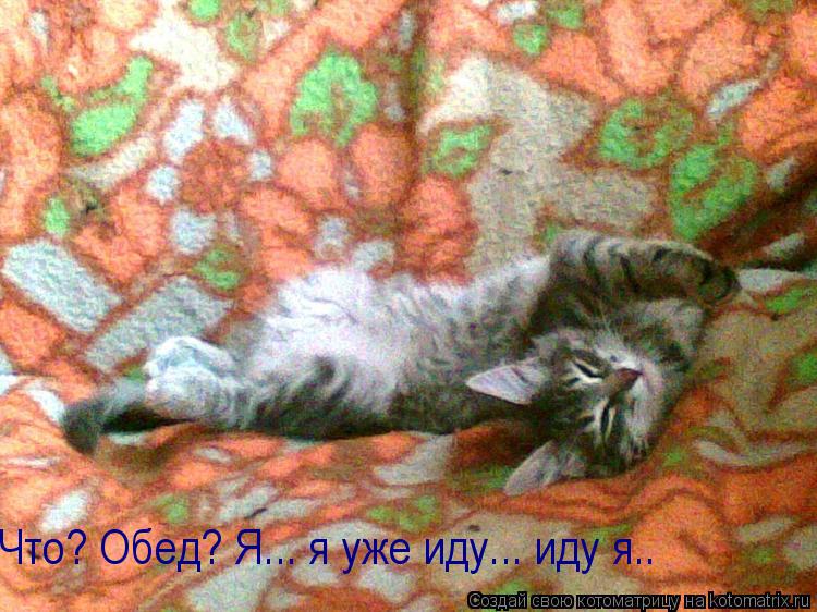 Что? Обед? Я... я уже иду... иду я..... Котоматрица: Что? Обед? Я... я уже иду... иду я..