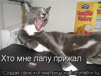 Котоматрица: Хто мне лапу прижал