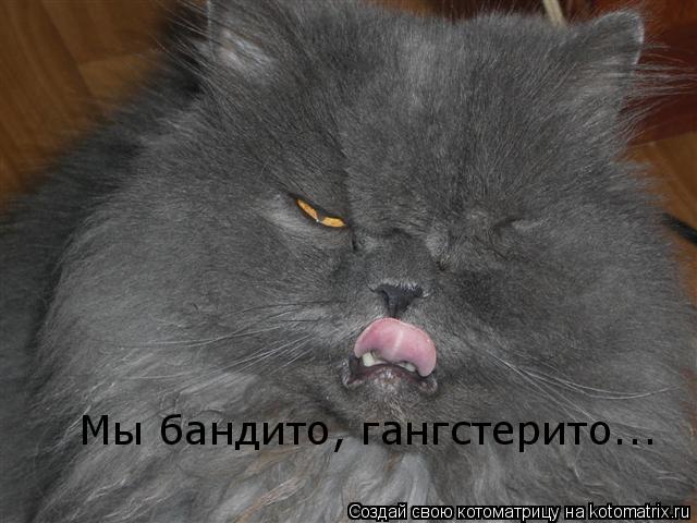 Мы бандито, гангстерито...... Котоматрица: Мы бандито, гангстерито...