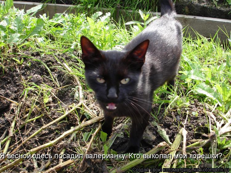Котоматрица: Я весной здесь посадил валерианку. Кто выкопал мои корешки?