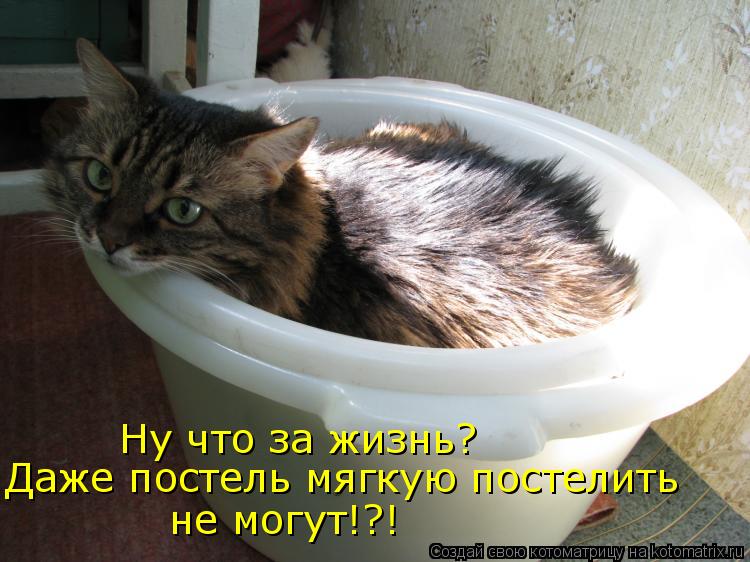 Ну что за жизнь? Даже постель мягкую постелить не могут!?!... Котоматрица: Ну что за жизнь? Даже постель мягкую постелить не могут!?!