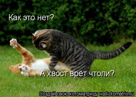 Как это нет? А хвост врёт чтоли?... Котоматрица: Как это нет? А хвост врёт чтоли?