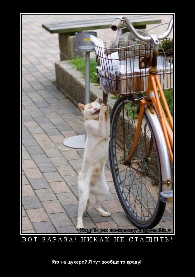 Котоматрица: В О Т   З А Р А З А !   Н И К А К   Н Е   С Т А Щ И Т Ь ! 
