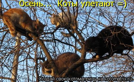 Котоматрица: Осень...  Коты улетают =)