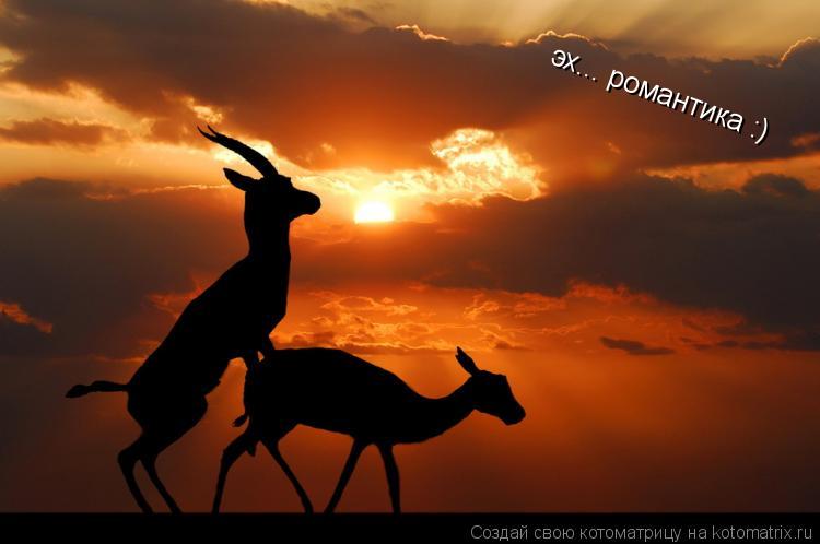 Котоматрица: эх... романтика :)