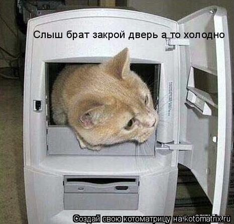 Слыш брат закрой дверь а то холодно... Котоматрица: Слыш брат закрой дверь а то холодно