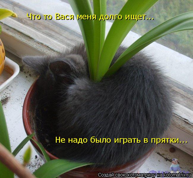 Что то Вася меня долго ищет... Не надо было играть в прятки...... Котоматрица: Что то Вася меня долго ищет... Не надо было играть в прятки...