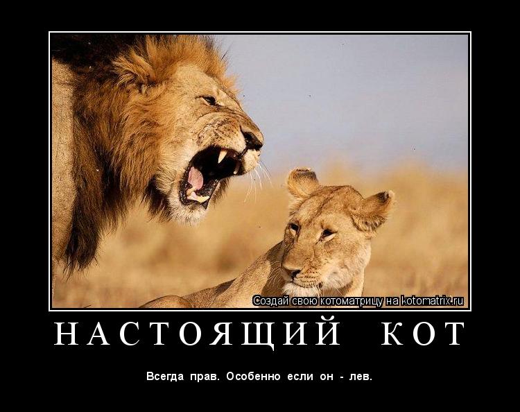 Н А С Т О Я Щ И Й К О Т ... Котоматрица: Н А С Т О Я Щ И Й К О Т