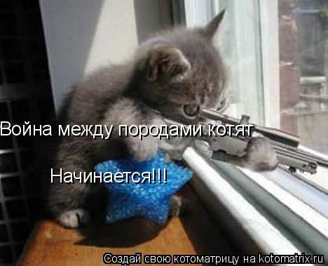 Война между породами котят Начинается!!!... Котоматрица: Война между породами котят Начинается!!!