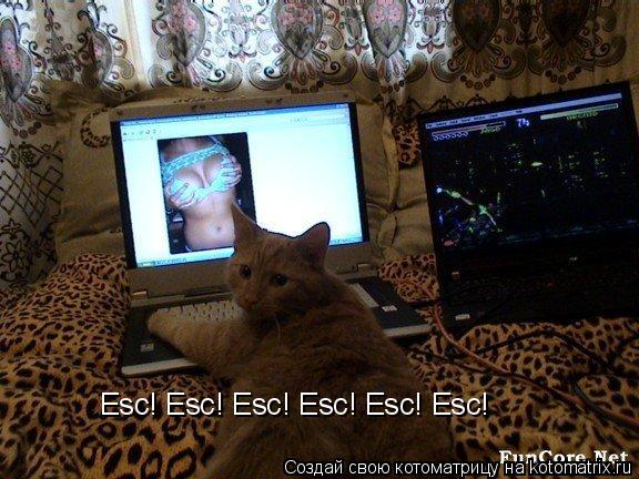 Esc! Esc! Esc! Esc! Esc! Esc!... Котоматрица: Esc! Esc! Esc! Esc! Esc! Esc!