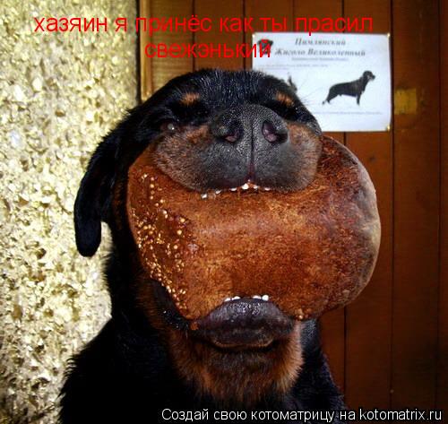 хазяин я принёс как ты прасил хазяин я принёс как ты прасил свежэнький... Котоматрица: хазяин я принёс как ты прасил хазяин я принёс как ты прасил свежэнький