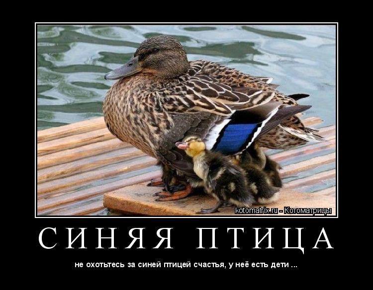 Котоматрица: С И Н Я Я   П Т И Ц А 