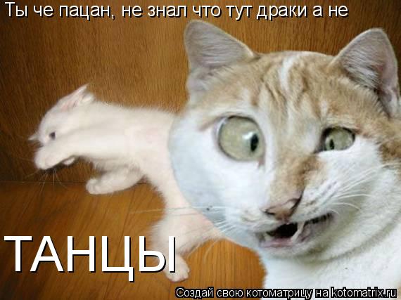 Котоматрица: Ты че пацан, не знал что тут драки а не  ТАНЦЫ