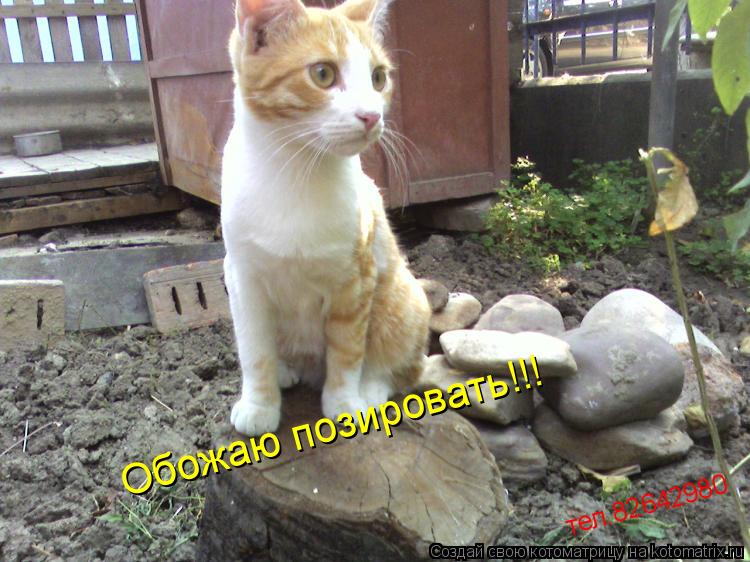 Обожаю позировать!!! тел.82642980... Котоматрица: Обожаю позировать!!! тел.82642980
