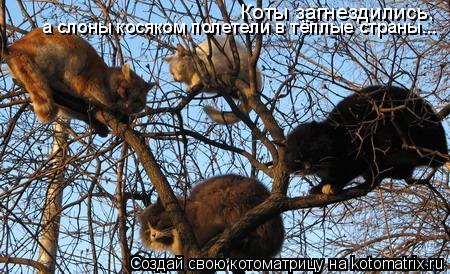 Коты загнездились, а слоны косяком полетели в тёплые страны...... Котоматрица: Коты загнездились, а слоны косяком полетели в тёплые страны...