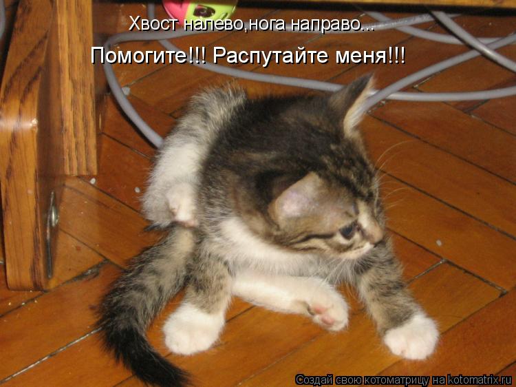 Хвост налево,нога направо... Помогите!!! Распутайте меня!!!... Котоматрица: Хвост налево,нога направо... Помогите!!! Распутайте меня!!!