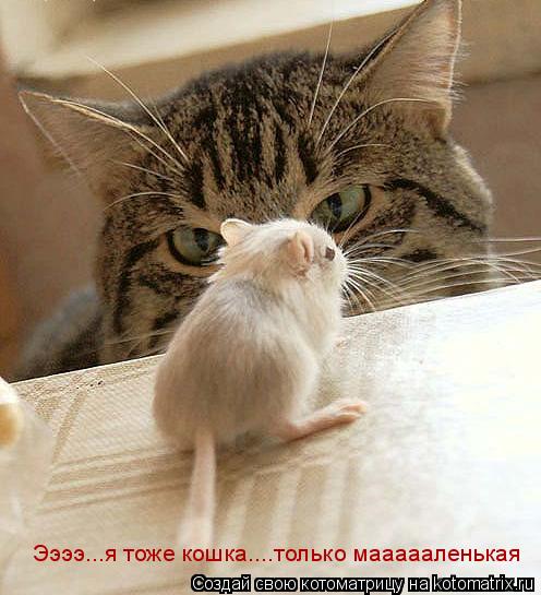 Котоматрица: Ээээ...я тоже кошка....только маленькая Ээээ...я тоже кошка....только маааааленькая