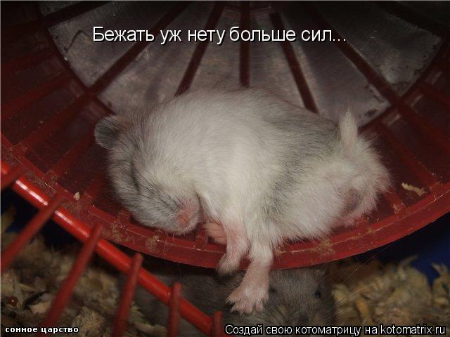 Котоматрица: Бежать уж нету больше сил...