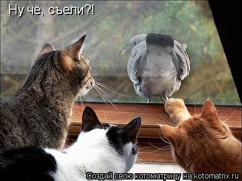 Ну чё, съели?!... Котоматрица: Ну чё, съели?!