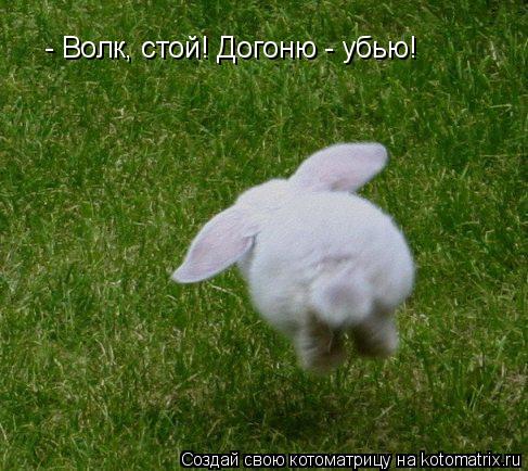 Котоматрица: - Волк, стой! Догоню - убью!