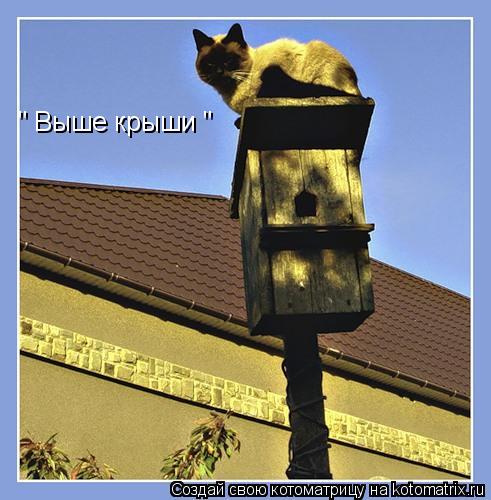 " Выше крыши "... Котоматрица: " Выше крыши "