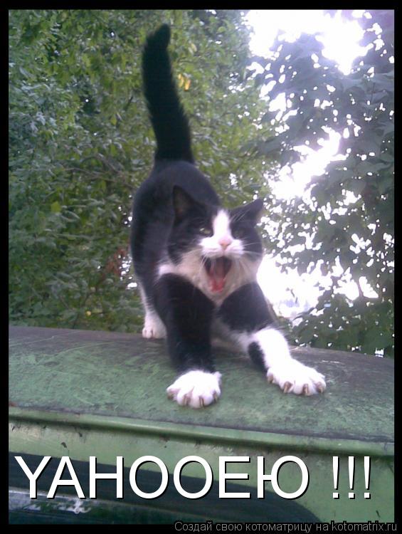 Котоматрица: YAHOOEЮ !!!