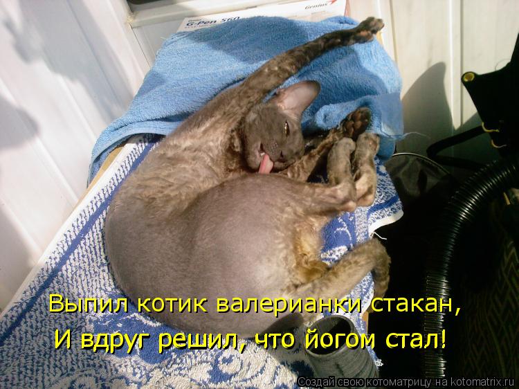 Котоматрица: Выпил котик валерианки стакан, И вдруг решил, что йогом стал! И вдруг решил, что йогом стал!